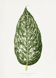 Dieffenbachia Seguina Blatt Illustration