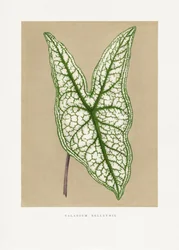 Grünes Caladium Belleymii Blatt Illustration