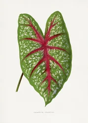 Grünes Caladium Chantini Blatt Illustration