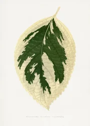 Illustration des Hortensie Japonica Variegata Blattes