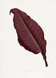 Illustration des Rosa Canna Atronigricans Blattes