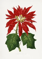 Poinsettia Pulcherrima Blatt Illustration
