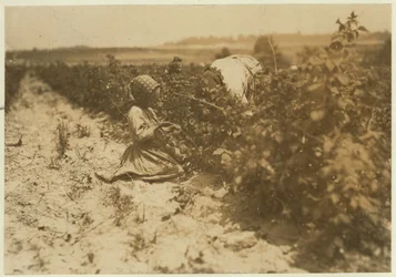 Ein sechsjähriges polnisches Mädchen, das mit seiner Familie (Scholtz) in Rock Creek bei Baltimore, Maryland, 1909 den ganzen Tag Beeren pflückt