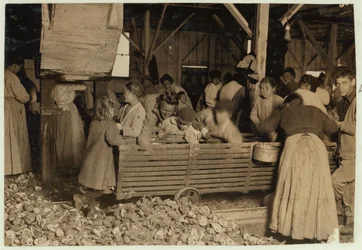 Bill May, 5 Jahre alt, der 15 Cent pro Tag verdient, in der Schälhalle der Barataria Canning Company, Biloxi, Mississippi, 1911