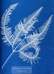 Cyanotypie eines jamaikanischen Farns, Gleichenia immensa