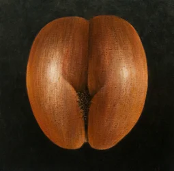 Coco de Mer, 2010