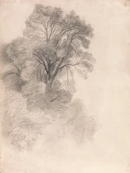 Studie von Eschen