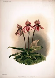 Cypripedium × tautzianum Kultivar = (Paphiopedilum barbatum × Paphiopedilum niveum)
