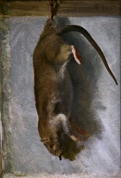 Studie einer toten Ratte