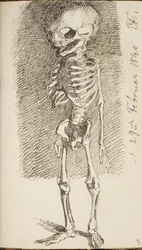 Skizze eines stehenden Skeletts
