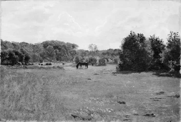 Wiese mit einem grasenden schwarzen Pferd
