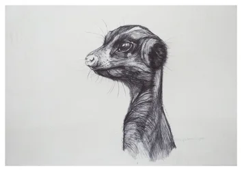 Erdmännchen