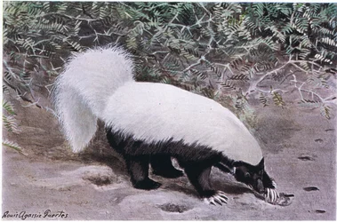 Schweinsnasen-Skunk, weißer Rücken, schwarzer Bauch, gräbt mit seinen langen Krallen nach Nahrung