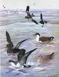 Illustration aus Die Naturgeschichte der amerikanischen Vögel von Ost- und Zentral-Nordamerika, veröffentlicht von Bramhall House, ca. 1970