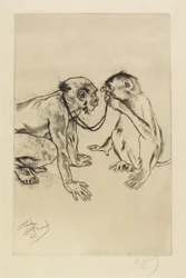 Vergleichende Anatomie