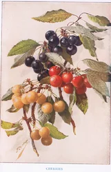 Kirschen, Illustration aus 