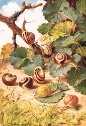 Landschnecken, Illustration aus 