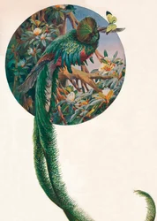 „Langschwanztrogone“, ca. 1910, 1911