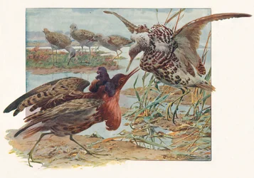 Ruffs und Reeves, um 1910, 1911