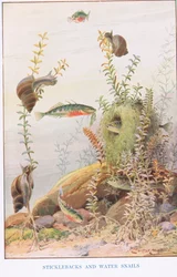 Stichlinge und Wasserschnecken, Illustration aus 