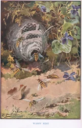 Wespennest, Illustration aus 