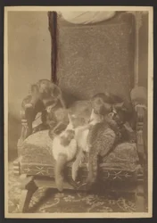 Kuschelnde Katzen und Hund