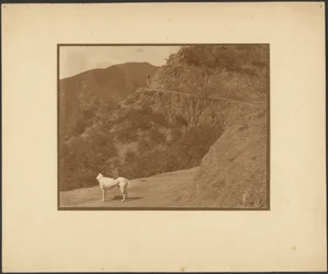 [Hund und Frau in bergiger Landschaft]
