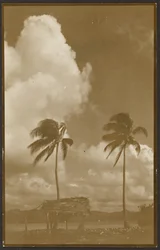 [Landschaft mit Palmen]