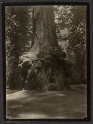 [Mammutbaum, Big Basin]