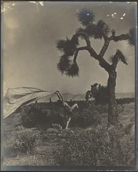 Der Wüstenwind