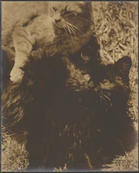 Zwei Katzen