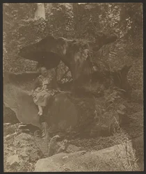 [Auf Felsen sitzende Frau, möglicherweise Frau Fleckenstein]