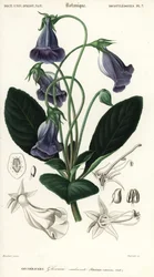 Brasilianische Gloxinie, Sinningia speciosa (Kupferstich)