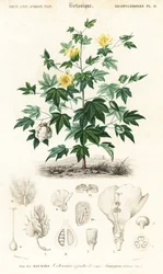 Baumwollpflanze, Gossypium barbadense (Stich)