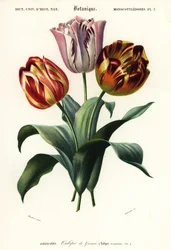 Gartentulpe, Tulipa gesneriana, 1849 (Gravur)