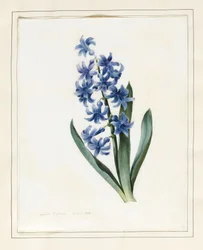 Hyazinthe, 1826