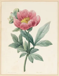 Poconia Mascula, Krautig, 1826