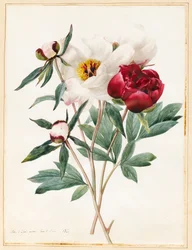 Rote und weiße Staudenpfingstrosen, 1829