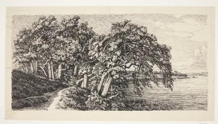 Alte Eichen bei Hald Sø