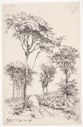 Waldlandschaft mit freistehenden Bäumen