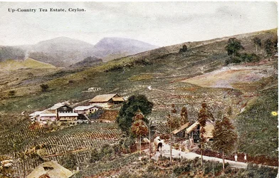Teeplantage im Hochland, Ceylon, ca. 1900-20 (handkolorierte Fotografie)