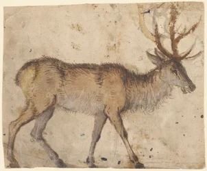 Studie eines Hirsches (recto); Studie von Ziegen (verso)