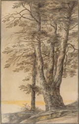 Studie von Bäumen