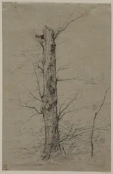 Baum