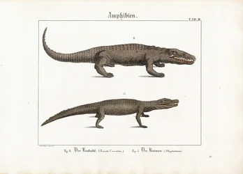 Krokodil und Kaiman
