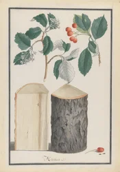 Studien der Blätter, Blüten, Früchte und des Stammes einer Mehlbeere Sorbus subgenus Aria, 1788
