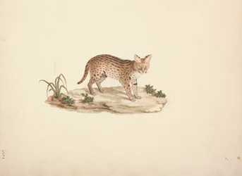 Afrikanische Wildkatze oder Serval