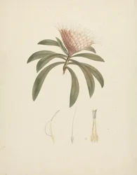 Protea gaguedi J.F. Gmel. (Protea): fertige Zeichnung mit floralen Details