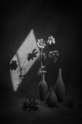 Kosmeenstillleben mit Schatten