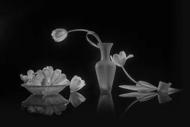 Elegante schwarz-weiße Tulpen